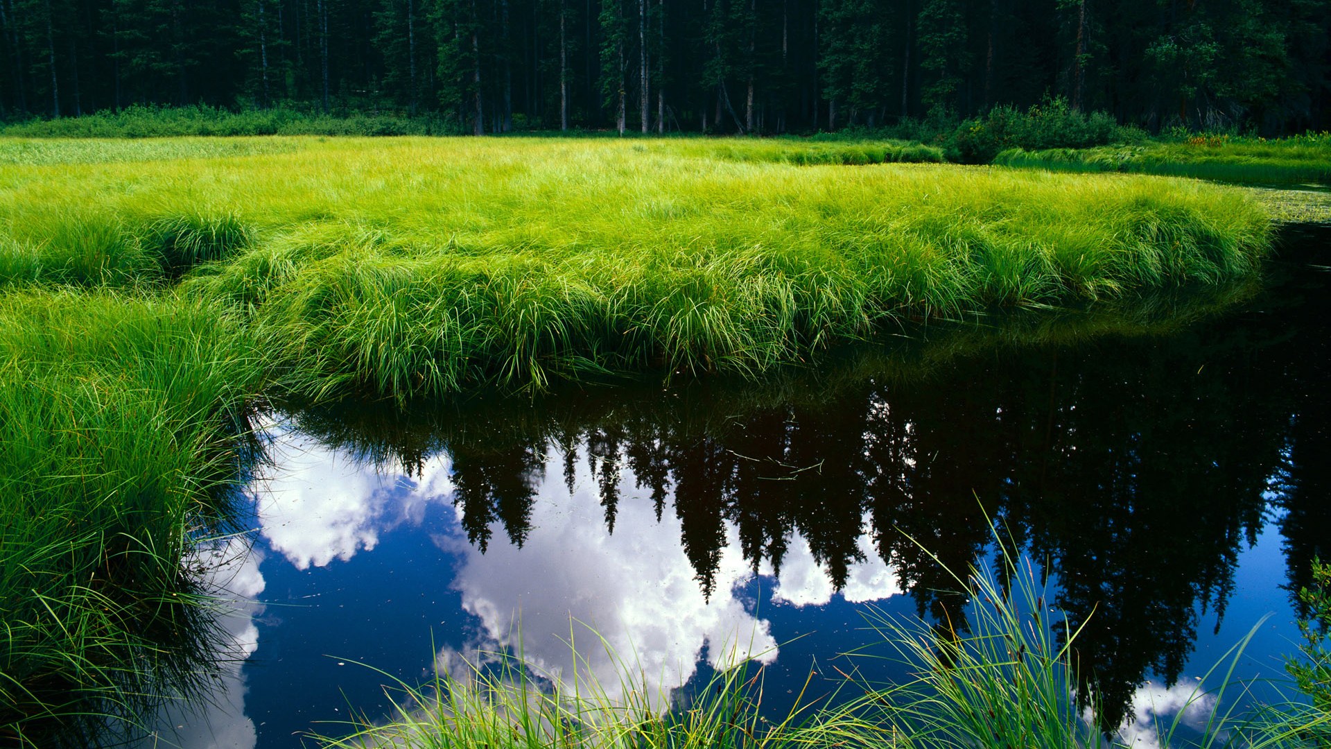 开云体育官方下载-_滑索穿越森林：在绿色海洋中极速驰骋_，滑索图片