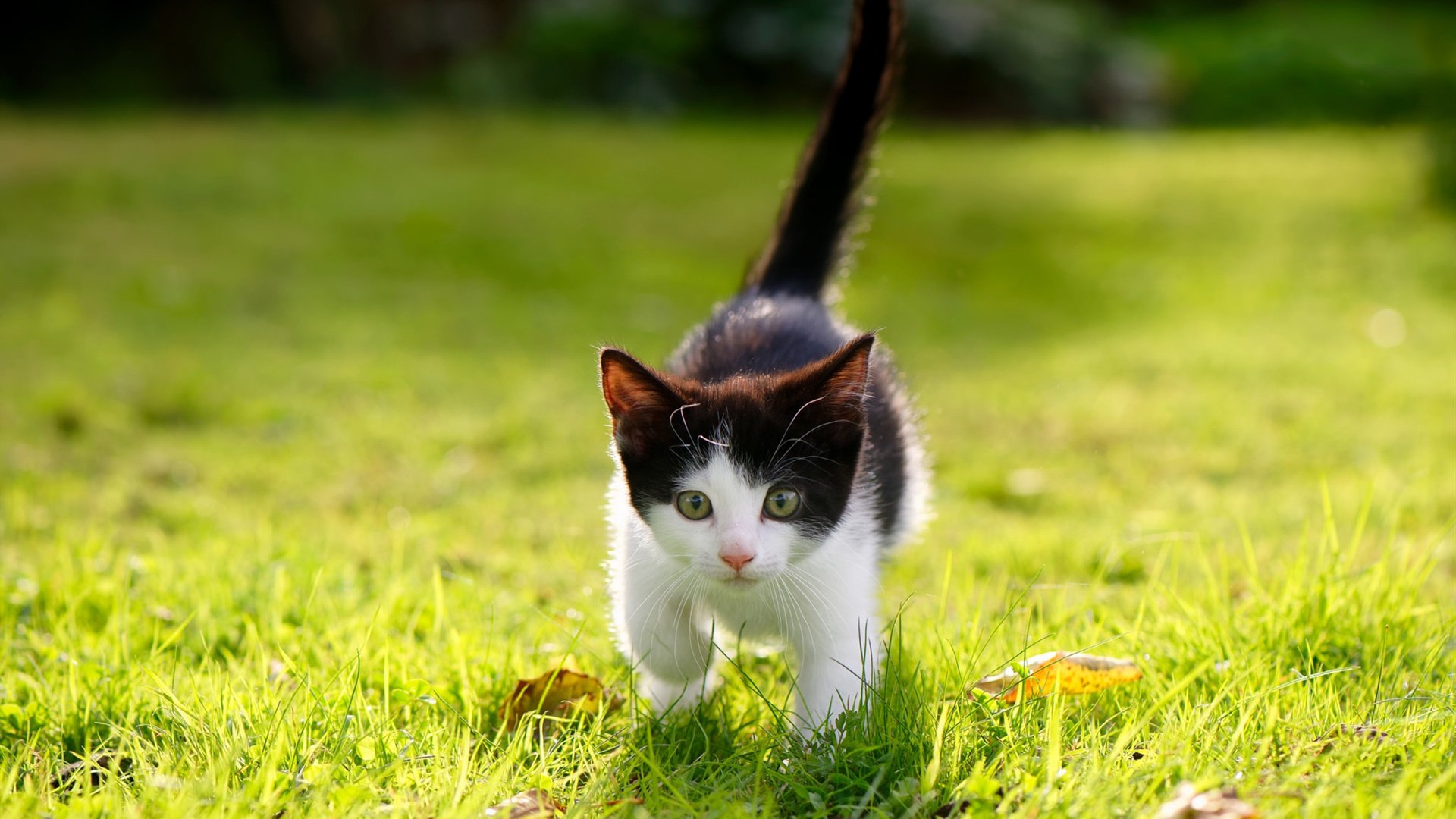 开云中国大陆-《电竞新规发布：行业规范促发展》，电竞条例