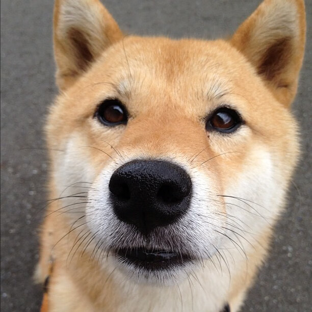 开云中国大陆-全球化布局:NBA积极推动篮球文化的国际传播,nba的全球化推广